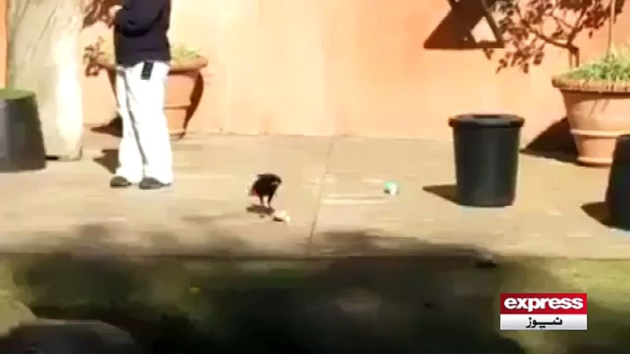 beautiful crow