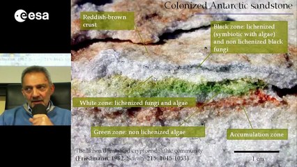 Small black rock-fungi and lichens on the way of Lithopanspermia