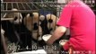 Milk Bowl Giant Pandas - Chengdu Panda Base - パンダミルクタイム＠成都基地