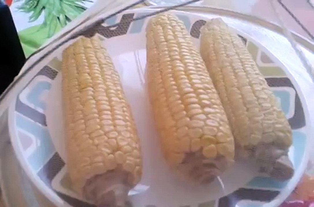 How to grow corn from seed (experiment)