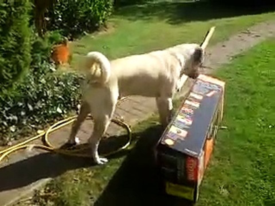 American Akita x English Mastiff Vs Cardboard Box