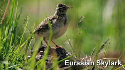Skylark Bird Song and Pictures ~ Eurasian Skylark