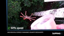 Une nouvelle espèce d’araignée volante découverte