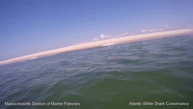 White Shark 0- Seal 1 - Cape Cod