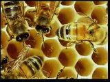Arılar Belgeseli - İmmunat Kovan Dünyası