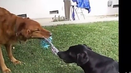 Funny Dog Complication   Animal Dog Action, All about Dogs Compilation