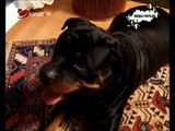 Köpek Eğitmi: Rottweiler - Polis Köpekleri Eğitimi Uzmanı Göktan Eker