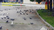 Pigeons in Toronto 'BUDGIE WHISPERER'
