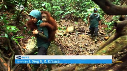 World Orangutan Day: Primate under pressure | DW News