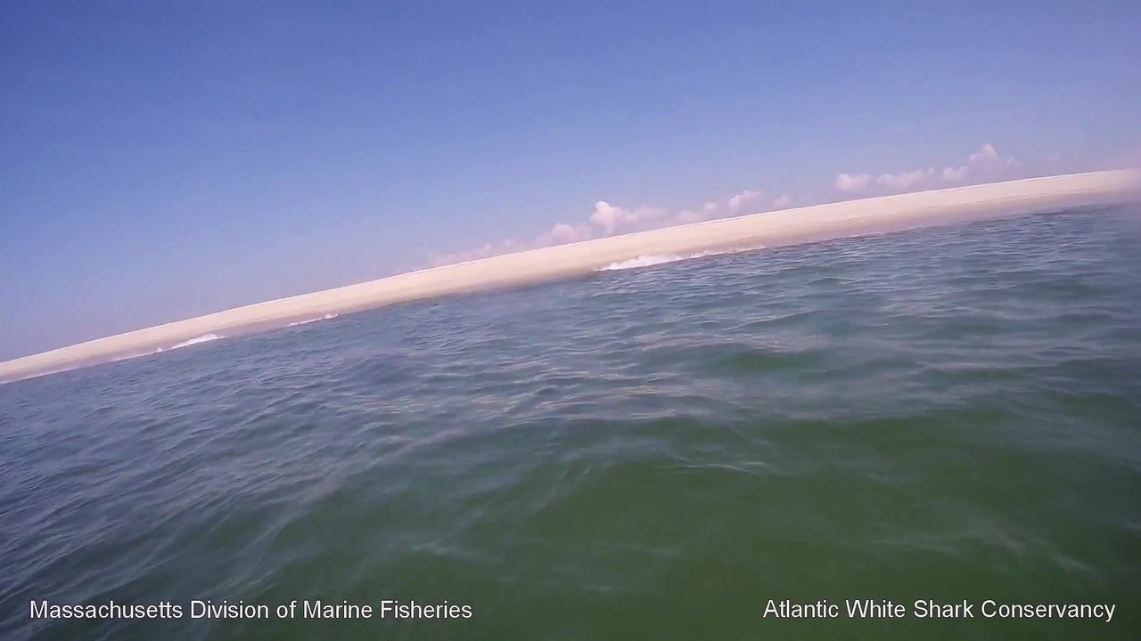 White Shark 0- Seal 1 - Cape Cod