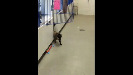 Un chat a bien du mal à retrouver sa cage