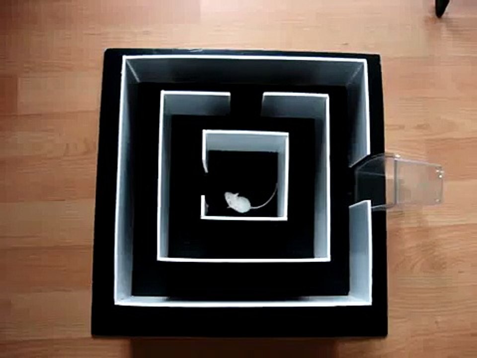 Mouse Experiment in Maze - Test Labyrinthe Souris Normale