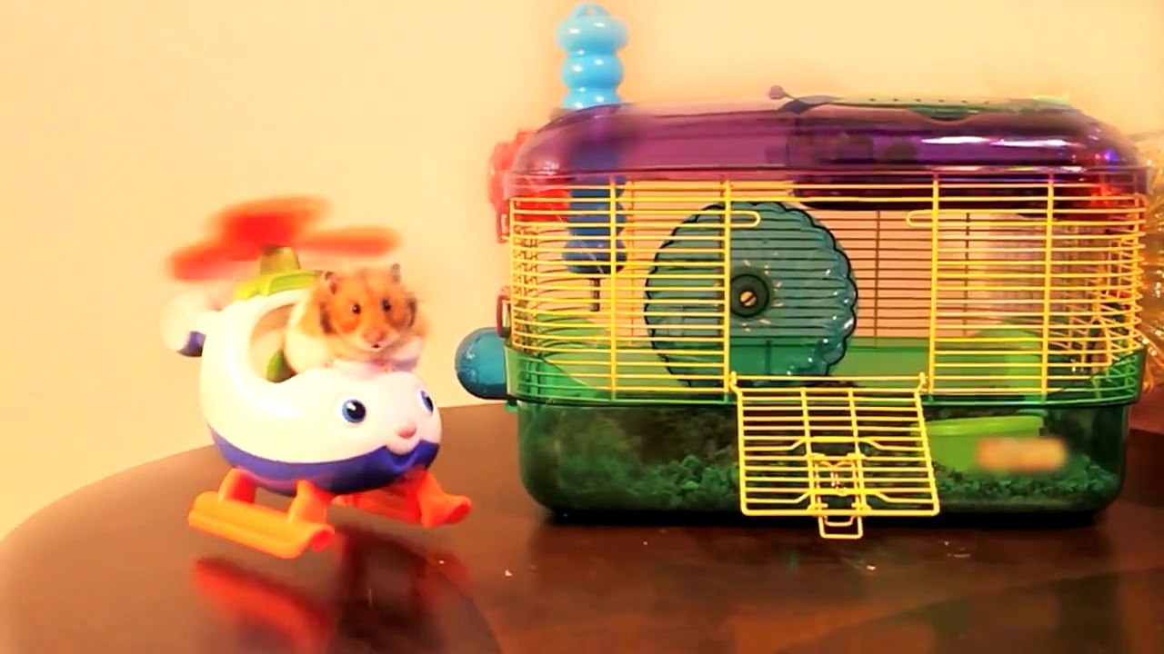 'Come Fly With Me' - The Talking Hamster