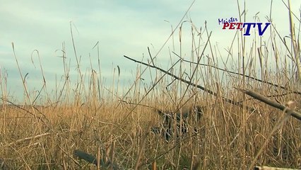 Pointer: Informationen zur Rasse