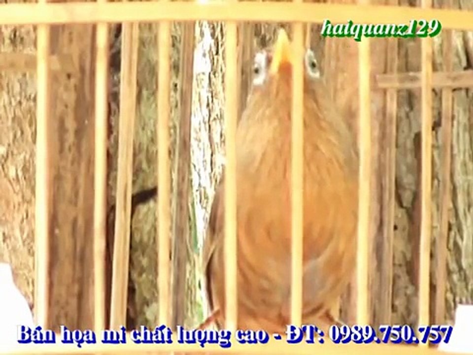 HỌA MI SIÊU HÓT 2