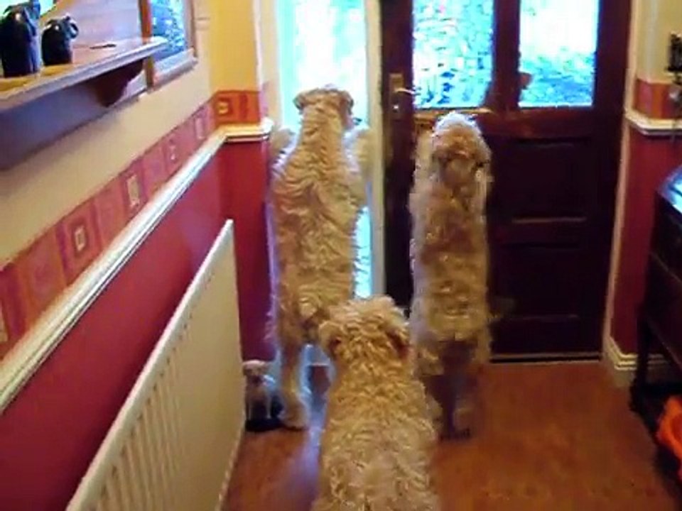 The Wheaten Greeting