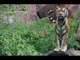 2012 - Zoofotografien und Impressionen aus Zoos