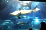 Oklahoma Aquarium Shark Feeding