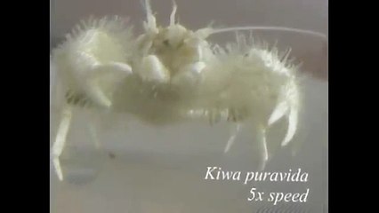 Yeti Crab Footage - Just Discovered!