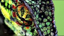 Chameleons. Camouflaged Hunters | Nature Planet Doc Full Documentaries