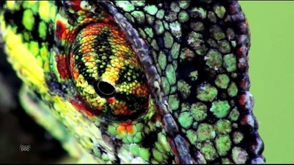 Chameleons. Camouflaged Hunters | Nature Planet Doc Full Documentaries