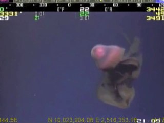 Une méduse géante filmée à 3330m de profondeur - Stygiomedusa Gigantea
