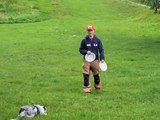 dog frisbee - border collie Beauty