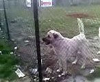American Pitbull Terrier Vs.Kurdish Kangal Dog Fight 2008