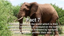 10 Fun Facts About Elephants