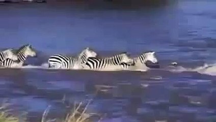 Crocodile Attack And Eat Zebra , Crocodile VS Zebra HD