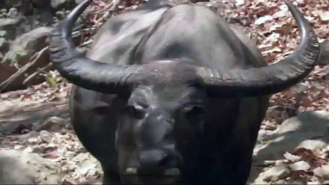 KOMODO EJDERİ BUFALOYA KARŞI