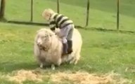 Il confond un mouton avec un cheval et va le regretter !