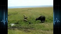 Hyenas attack baby buffalo and his mother000000 000 000139 248