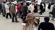 Japan Visual Clip Series - Deer in Miyajima, Hiroshima -