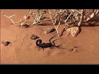 SCORPION VS  SCORPION   Discovery Animals Nature