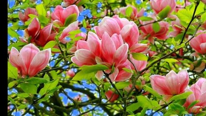 Aylin Vatankoş - Ağlama Değmez Hayat