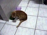 Gato Lucky 6 meses - recém castrado