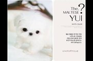 Teacup Maltese for sale name is Yui, Teacup Maltese, puppy for sale