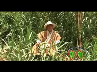 SIMON ROJAS VIDAL - LLAMELLIN (CHUSCADA)