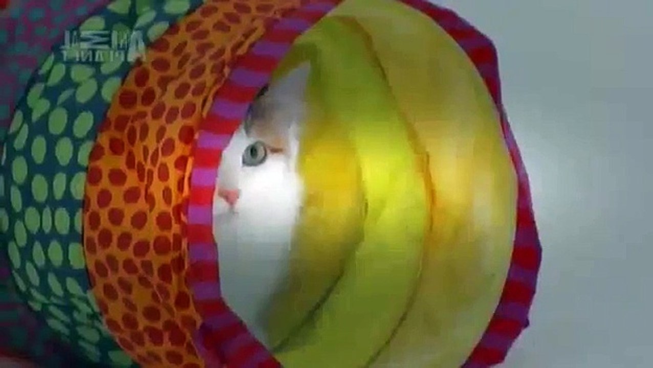 Turkish Van Cat - Animal Planet, Cats 101