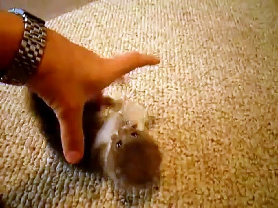 Super Tiny and Cute Kitten (MUST SEE! VERY CUTE!)