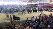 Wisconsin State Fair - Grand Champion Steer Drive on MLC TV Sponsored by Carrousel Farms