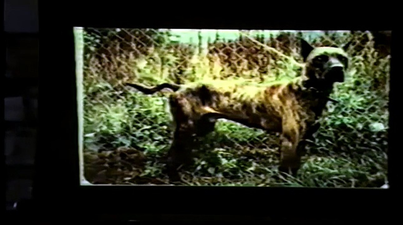 Alano Español GAPAE5