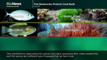 Science Bulletins: Fish Biodiversity Protects Coral Reefs