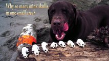Mink Skulls On Beach - Mystery solved!