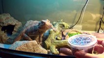 Bearded Dragon Eating Superworms