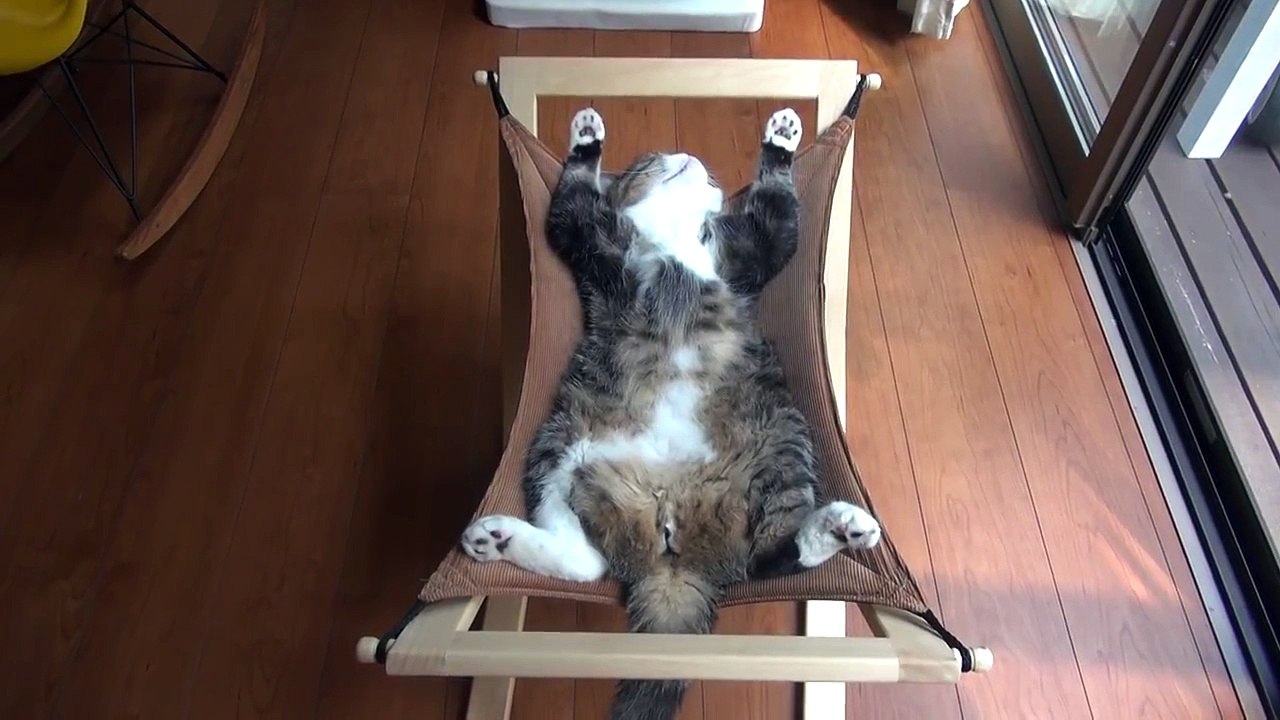 Maru sleeps on the hammock.
