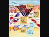 Pathology: Hemostasis Lecture