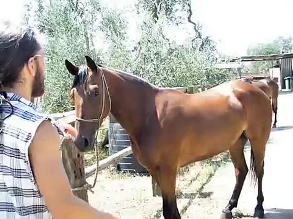 come salire a cavallo senza sella