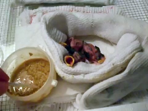Feeding Baby Sparrows